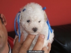CANICHE  TOY - mejor precio | unprecio.es
