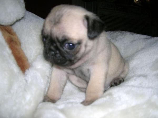 Ejemplares de Carlinos Cachorros Disponibles