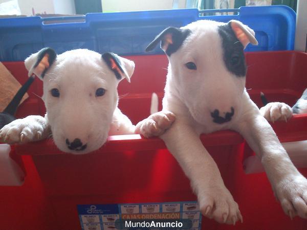 OFERTON BULLTERRIER!!!