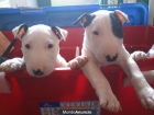 OFERTON BULLTERRIER!!! - mejor precio | unprecio.es