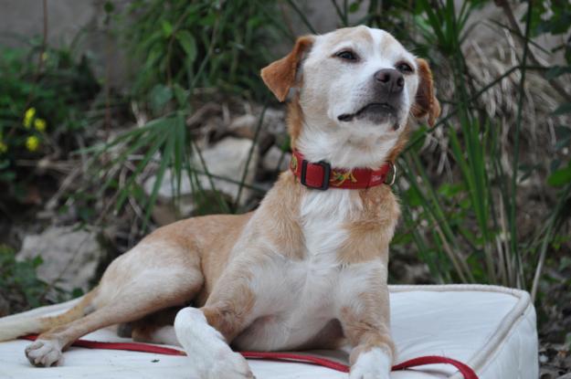 adopcion perrito