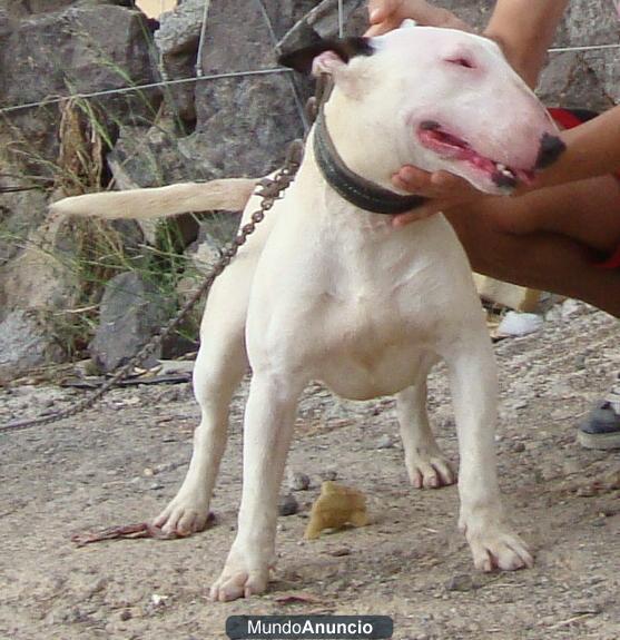 Camada Bullterrier