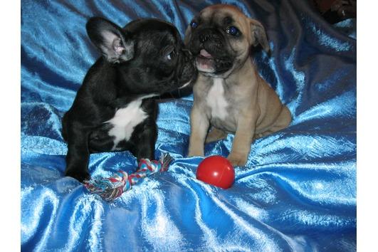 Dos Preciosos cachorros de bulldog frances