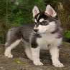 encantadora Siberian Husky cachorros a la venta a la buena hogares - mejor precio | unprecio.es