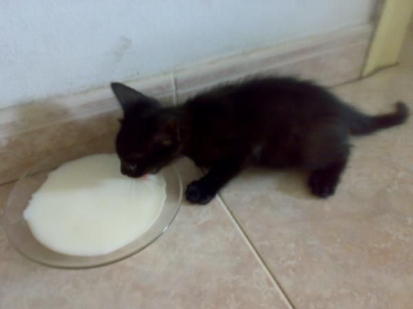 gatito negro con nariz negra busca casa tiene 1 mes