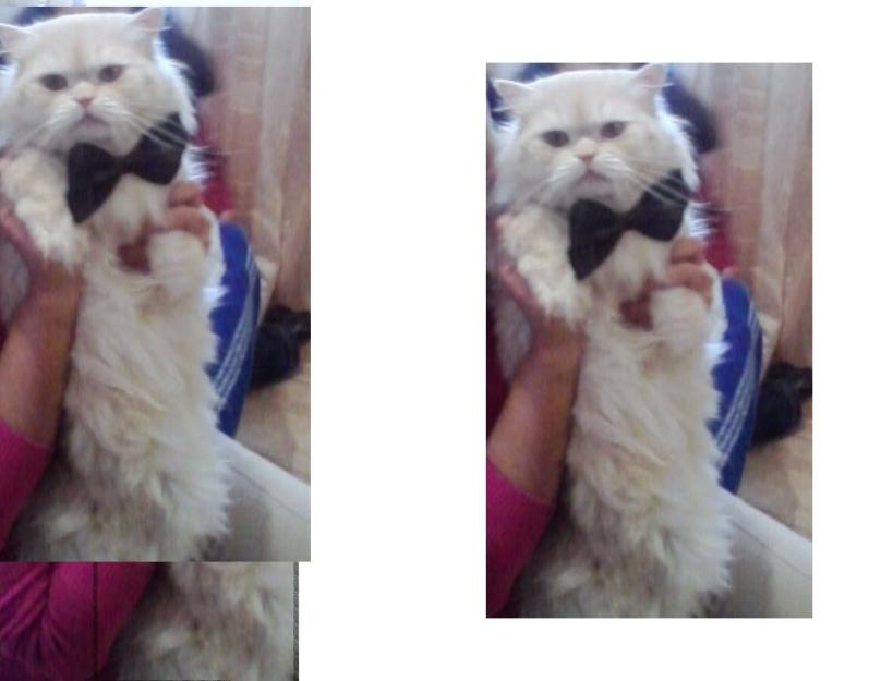 Gato  persa busca novia