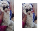 Gato  persa busca novia - mejor precio | unprecio.es