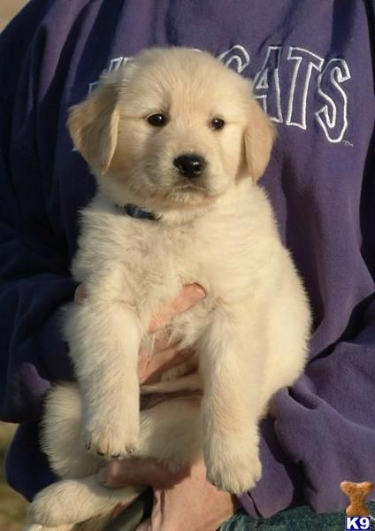 Meadows Golden Retriever