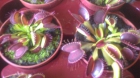 Planta carnivoras - mejor precio | unprecio.es