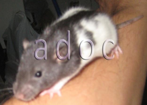 Ratitas recien destetadas como mascota