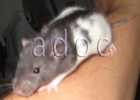Ratitas recien destetadas como mascota - mejor precio | unprecio.es