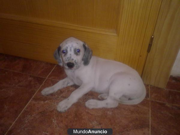 Cachorros de Dálmata
