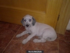 Cachorros de Dálmata - mejor precio | unprecio.es