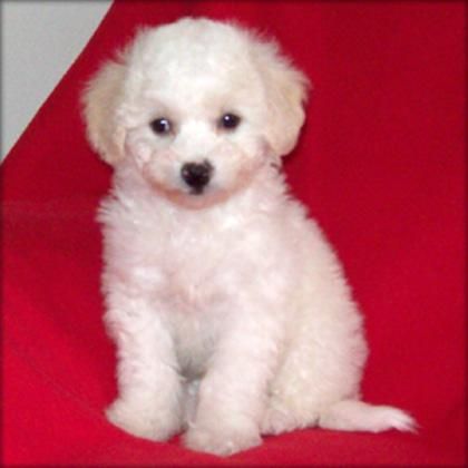 Bichon inteligente Frise