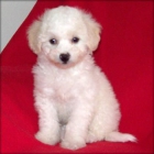 Bichon inteligente Frise - mejor precio | unprecio.es