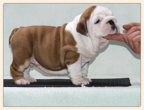 cachorros bulldog