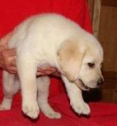 cachorros de LABRADOR con PEDIGREE 150 - mejor precio | unprecio.es