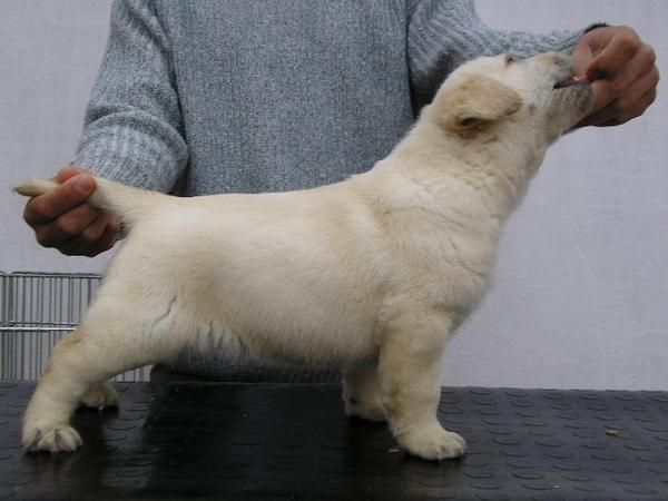 Camada de Labrador Retriever con excelente pedigrí