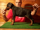 camada dobermanns de pentdob - mejor precio | unprecio.es