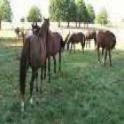 don de nos chevaux orphelains - mejor precio | unprecio.es