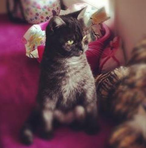 Montse, una gata que no puede estar solita. Busca adoptante