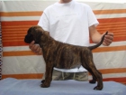 Precioso Boxer 350 - mejor precio | unprecio.es