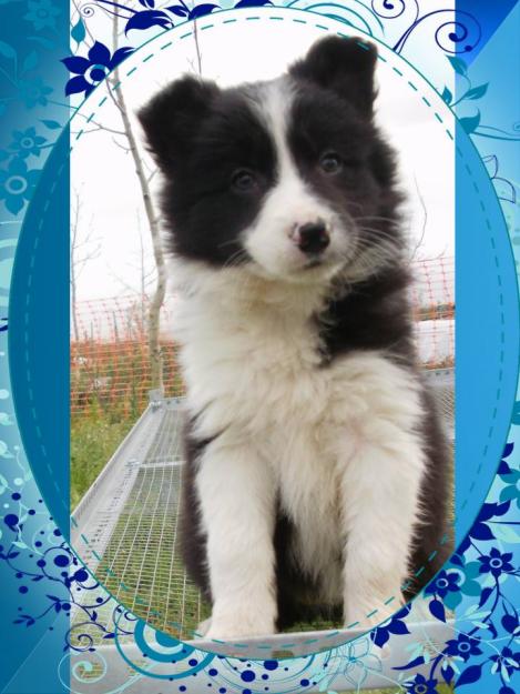 Preciosos border collie, pedigree.