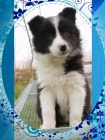 Preciosos border collie, pedigree. - mejor precio | unprecio.es