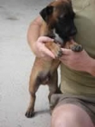 Tonet, un cachorrito precioso - mejor precio | unprecio.es