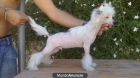 Cachorritos de Crestado Chino - mejor precio | unprecio.es