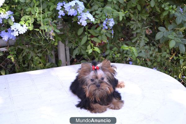 CACHORRO YORKSHIRE TERRIER TOY