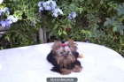 CACHORRO YORKSHIRE TERRIER TOY - mejor precio | unprecio.es