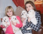 Cachorros bichon maltes - mejor precio | unprecio.es