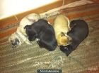 CACHORROS FUERTES Y SANOS - mejor precio | unprecio.es