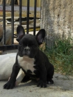 EN ZARAGOZA, SERIEDAD ABSOLUTA, VENDO CACHORRITO BULLDOG FRANCES, SUPER BONITO, CON PEDIGRE OFICIAL DE LA RSCE (LOE), EC - mejor precio | unprecio.es