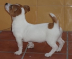 JACK RUSSELL - mejor precio | unprecio.es