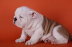 Magnífico Cachorros de Bulldog Inglés. - mejor precio | unprecio.es