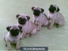 Regalooo cachorros de carlino con garantia - mejor precio | unprecio.es