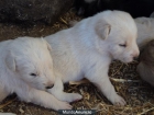 Se regalan cachorros en El Escorial - mejor precio | unprecio.es