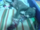 Vendo PitBull Blue macho de 2 meses - mejor precio | unprecio.es