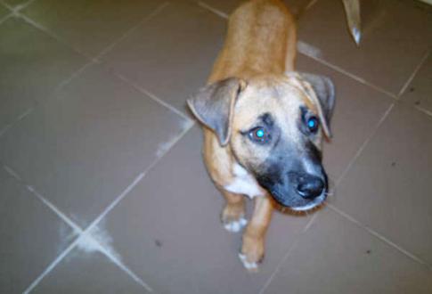 Adopta a Nina