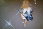 Adopta a Nina - mejor precio | unprecio.es