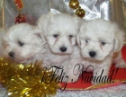 Bichon maltes, excelentes y adorables - mejor precio | unprecio.es