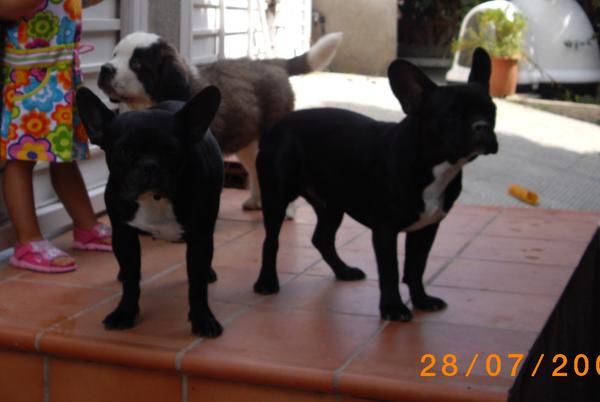 bulldog frances perdido