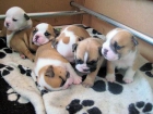 Bulldog ingles para adopcion - mejor precio | unprecio.es