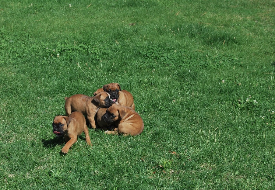 Cachorros Boxer de calidad.