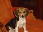 Cachorros de beagle en valencia - mejor precio | unprecio.es