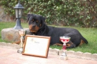 Cachorros de Rottweiler.Criadero Dacarvill 666115024 - mejor precio | unprecio.es