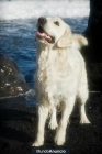 Cachorros Golden Retriever Tenerife - mejor precio | unprecio.es