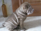 cachorros shar pei - mejor precio | unprecio.es